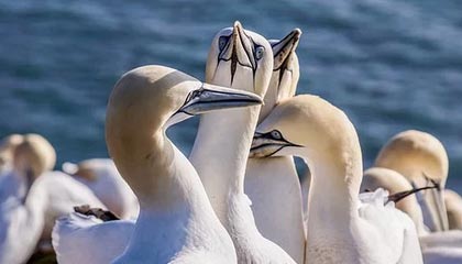 多多28-世界泳联取消跳水世界杯墨西哥分站赛